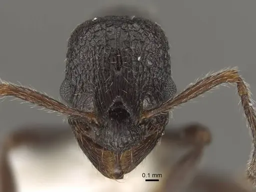 Myrmica wardi specimen CASENT0917708 image casent0917708_3