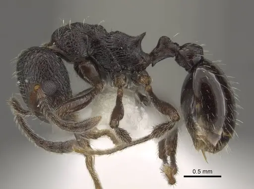 Myrmica wardi specimen CASENT0917708 image casent0917708_4