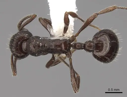Myrmica wardi specimen CASENT0922787 image casent0922787_1