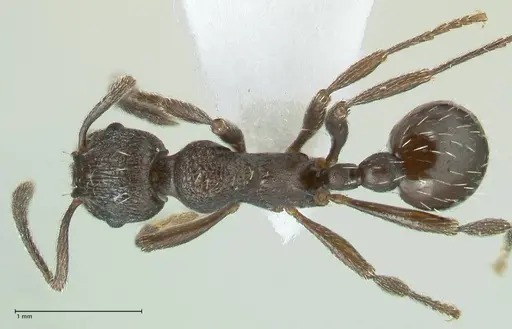 Myrmica wardi specimen FOCOL1823-1 image focol1823-1_1