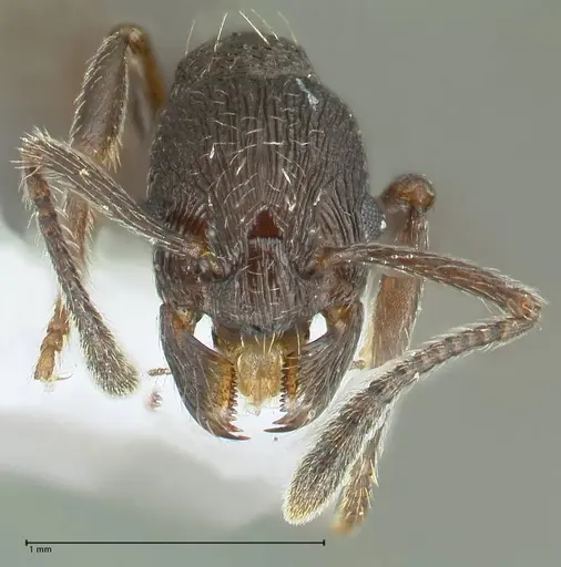 Myrmica wardi specimen FOCOL1823-1 image focol1823-1_2