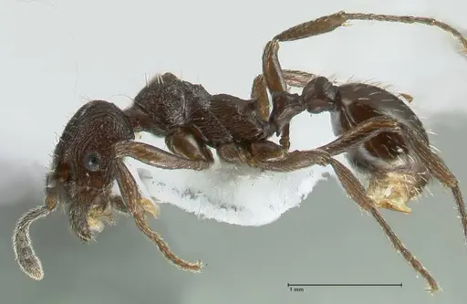 Myrmica wardi specimen FOCOL1823-1 image focol1823-1_3