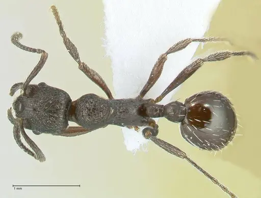 Myrmica wardi specimen FOCOL1823-2 image focol1823-2_1