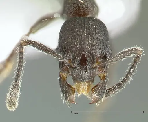Myrmica wardi specimen FOCOL1823-2 image focol1823-2_2