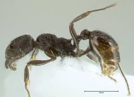 Myrmica wardi specimen FOCOL1823-2 image focol1823-2_3