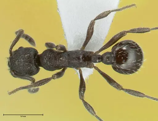 Myrmica wardi specimen FOCOL1824-1 image focol1824-1_1