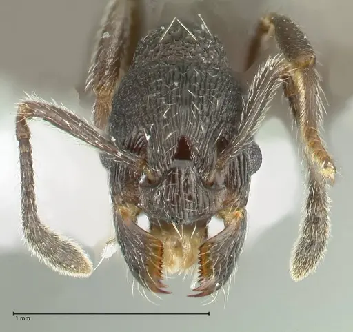 Myrmica wardi specimen FOCOL1824-1 image focol1824-1_2