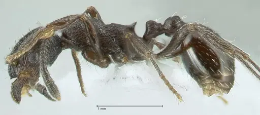 Myrmica wardi specimen FOCOL1824-1 image focol1824-1_3