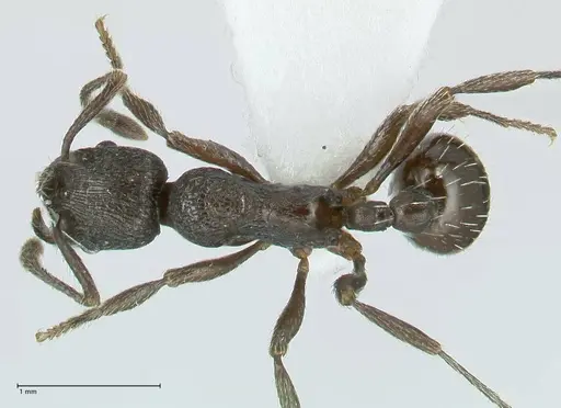 Myrmica wardi specimen FOCOL1824-2 image focol1824-2_1