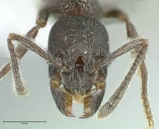 Myrmica wardi specimen FOCOL1824-2 image focol1824-2_2