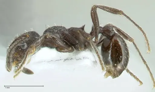 Myrmica wardi specimen FOCOL1824-2 image focol1824-2_3