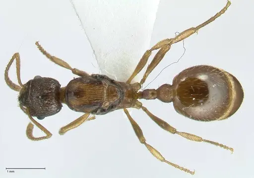 Myrmica wardi specimen FOCOL1825 image focol1825_1