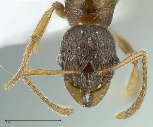 Myrmica wardi specimen FOCOL1825 image focol1825_2