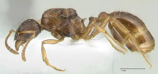 Myrmica wardi specimen FOCOL1825 image focol1825_3