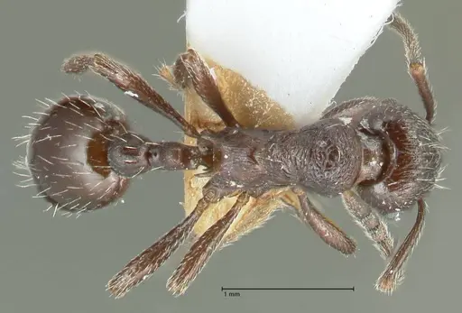 Myrmica wardi specimen FOCOL1826-1 image focol1826-1_1