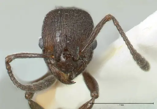 Myrmica wardi specimen FOCOL1826-1 image focol1826-1_2