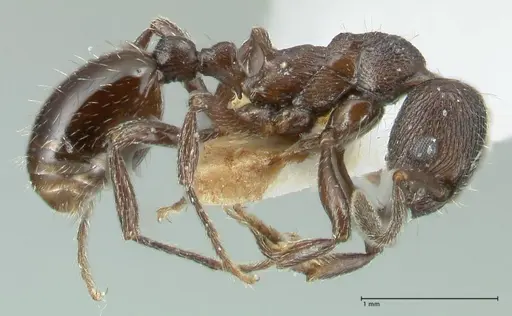 Myrmica wardi specimen FOCOL1826-1 image focol1826-1_3