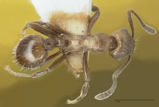 Myrmica wardi specimen FOCOL1826-2 image focol1826-2_1