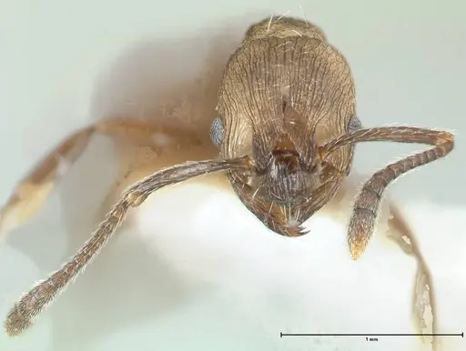 Myrmica wardi specimen FOCOL1826-2 image focol1826-2_2