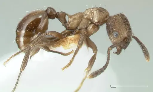 Myrmica wardi specimen FOCOL1826-2 image focol1826-2_3