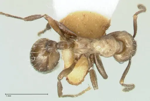 Myrmica wardi specimen FOCOL1826-3 image focol1826-3_1