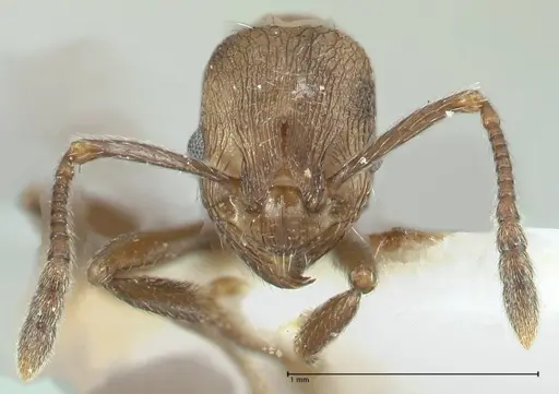 Myrmica wardi specimen FOCOL1826-3 image focol1826-3_2