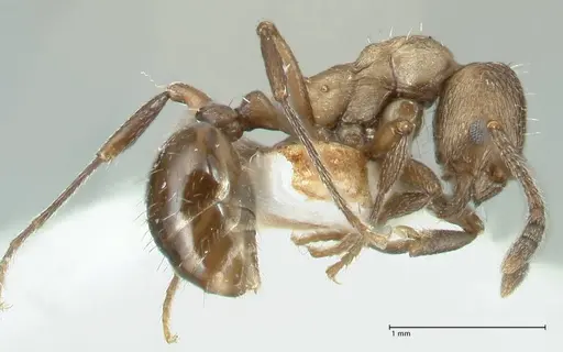 Myrmica wardi specimen FOCOL1826-3 image focol1826-3_3