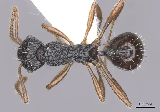 Myrmica weberi specimen CASENT0913089 image casent0913089_1