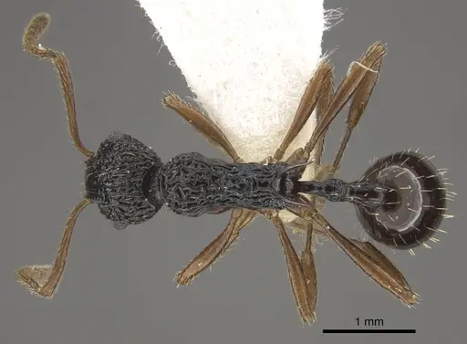 Myrmica weberi specimen CASENT0917724 image casent0917724_1