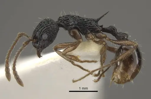 Myrmica weberi specimen CASENT0917724 image casent0917724_4