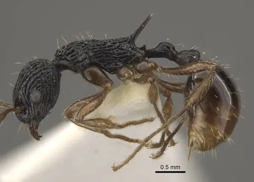 Myrmica weberi specimen CASENT0917724 image casent0917724_5