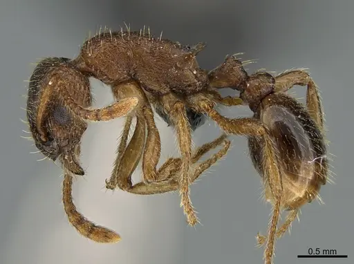 Myrmica wheeleri specimen CASENT0000175 image casent0000175_1