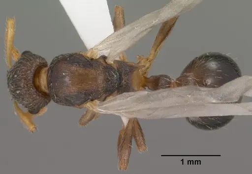 Myrmica wheeleri specimen CASENT0102860 image casent0102860_1
