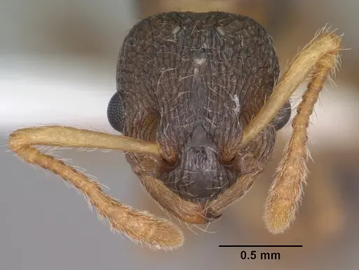 Myrmica wheeleri specimen CASENT0102860 image casent0102860_2