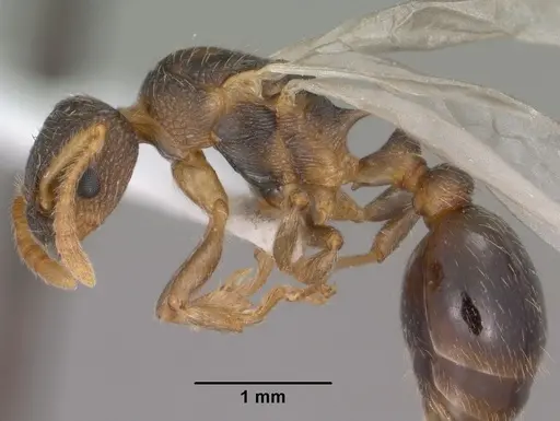 Myrmica wheeleri specimen CASENT0102860 image casent0102860_3