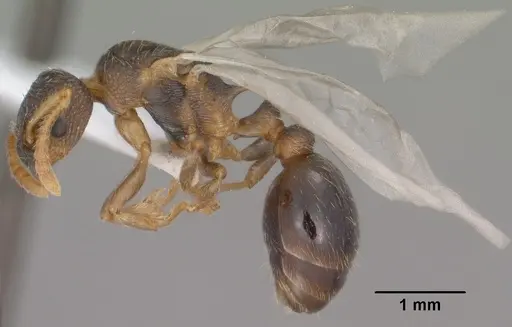 Myrmica wheeleri specimen CASENT0102860 image casent0102860_4