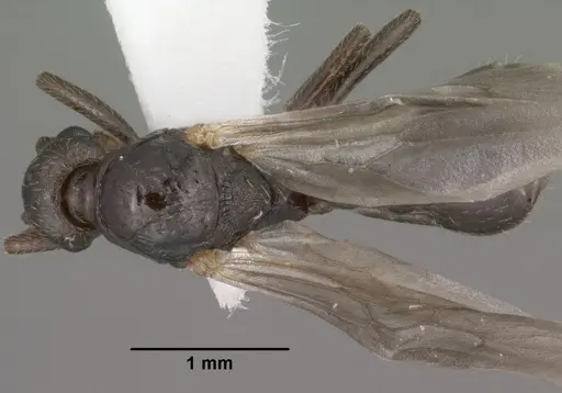 Myrmica wheeleri specimen CASENT0102861 image casent0102861_1