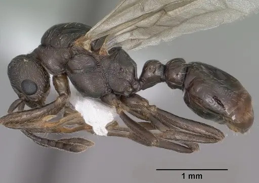 Myrmica wheeleri specimen CASENT0102861 image casent0102861_3