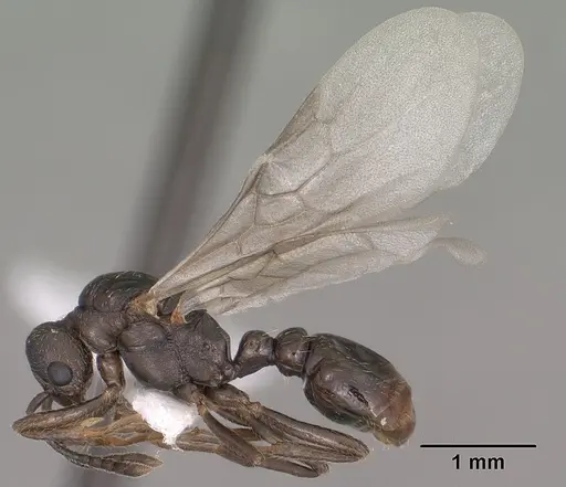 Myrmica wheeleri specimen CASENT0102861 image casent0102861_4
