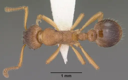 Myrmica wheeleri specimen CASENT0102862 image casent0102862_1