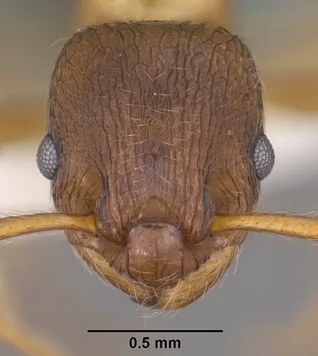 Myrmica wheeleri specimen CASENT0102862 image casent0102862_2