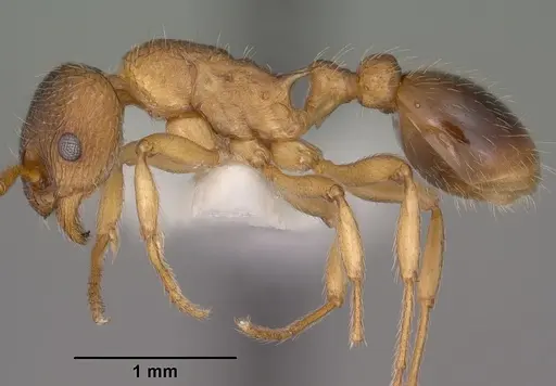 Myrmica wheeleri specimen CASENT0102862 image casent0102862_3