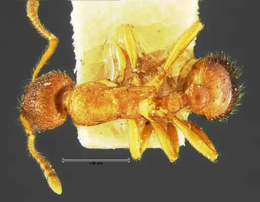 Myrmica wheeleri specimen CASENT0105642 image casent0105642_1