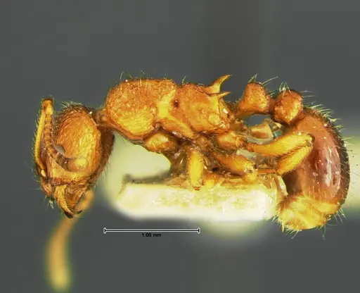 Myrmica wheeleri specimen CASENT0105642 image casent0105642_3