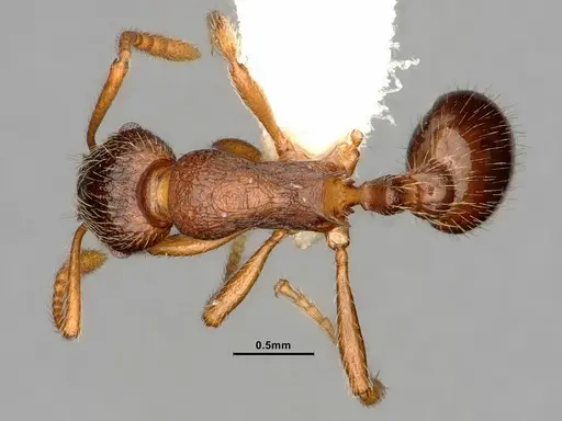 Myrmica wheeleri specimen CASENT0884308 image casent0884308_1