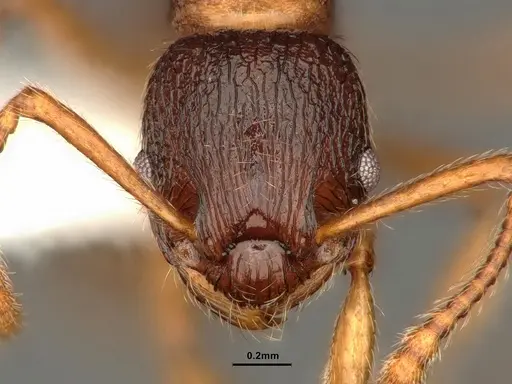 Myrmica wheeleri specimen CASENT0884308 image casent0884308_2