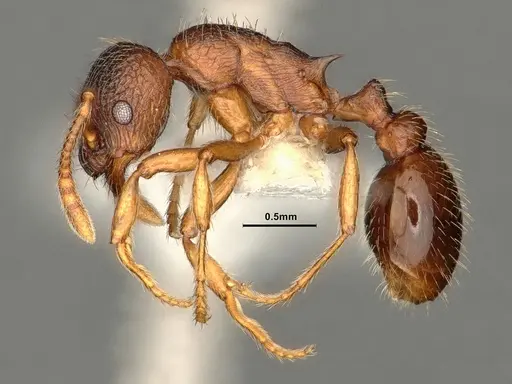 Myrmica wheeleri specimen CASENT0884308 image casent0884308_3