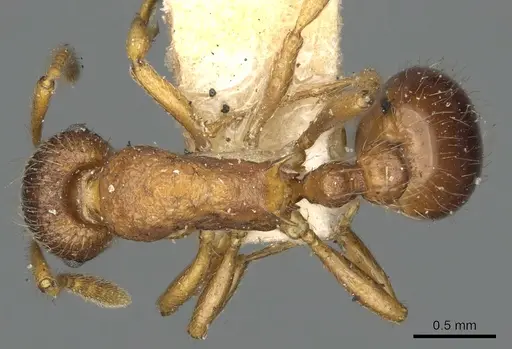 Myrmica wheeleri specimen CASENT0900347 image casent0900347_1