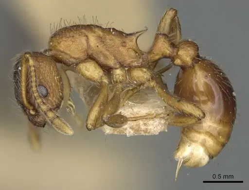 Myrmica wheeleri specimen CASENT0900347 image casent0900347_3