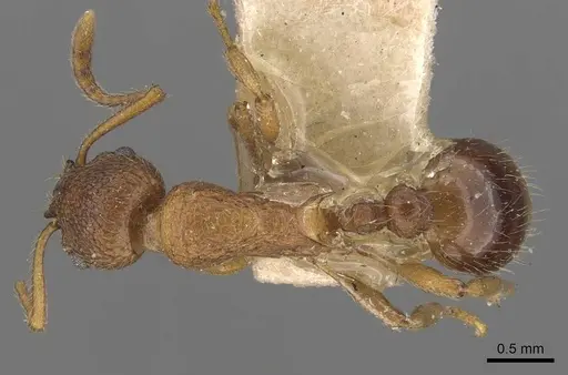Myrmica wheeleri specimen CASENT0907624 image casent0907624_1